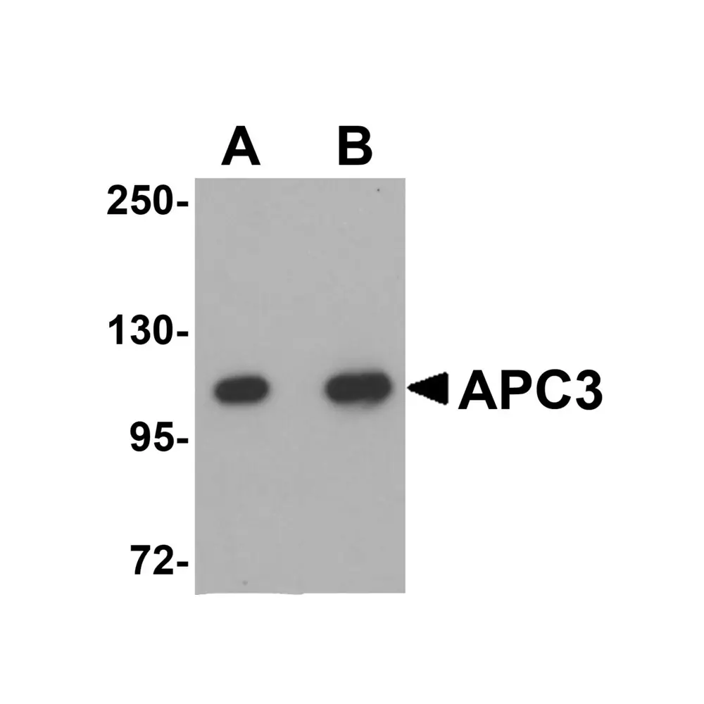 ProSci 5723_S APC3 Antibody, ProSci, 0.02 mg/Unit Primary Image