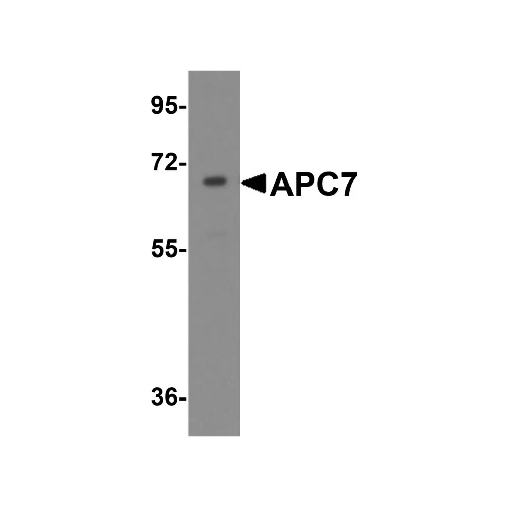ProSci 5731 APC7 Antibody, ProSci, 0.1 mg/Unit Primary Image