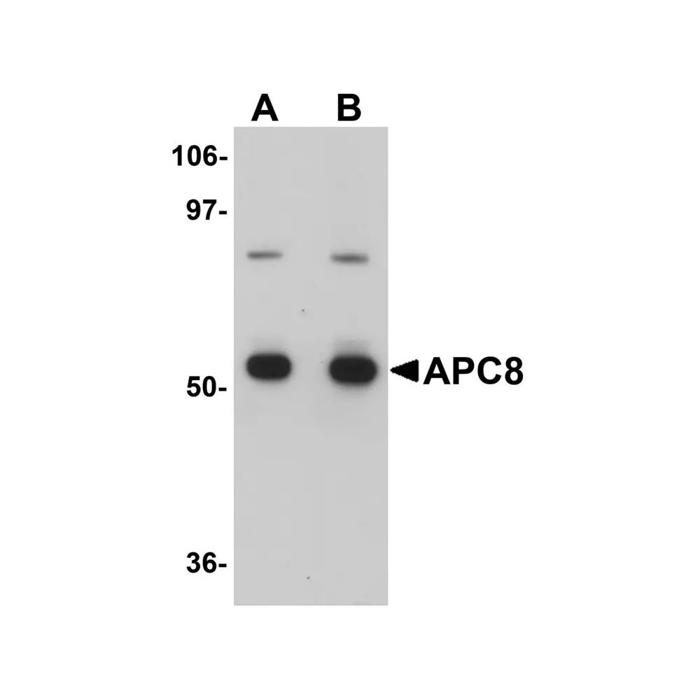 ProSci 5733 APC8 Antibody, ProSci, 0.1 mg/Unit Primary Image