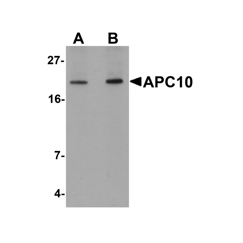 ProSci 5735 APC10 Antibody, ProSci, 0.1 mg/Unit Primary Image