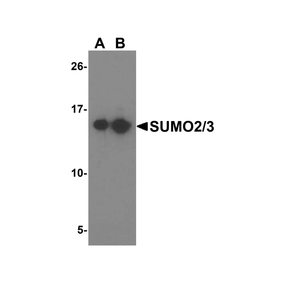ProSci 5755 SUMO2/3 Antibody, ProSci, 0.1 mg/Unit Primary Image