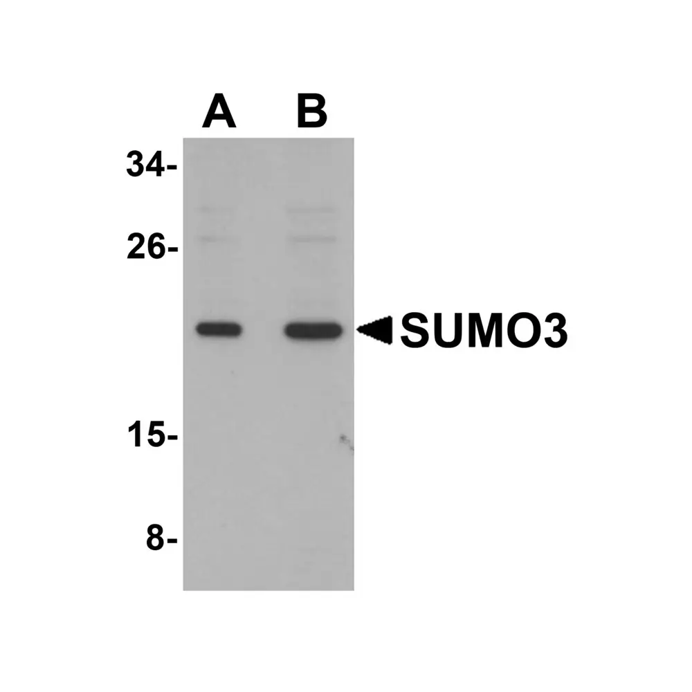 ProSci 5757_S SUMO3 Antibody, ProSci, 0.02 mg/Unit Primary Image