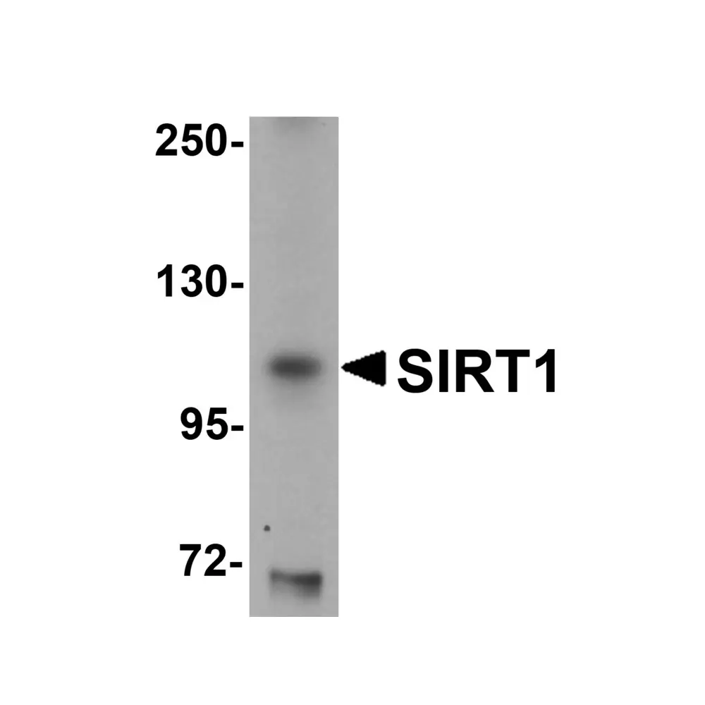ProSci 5765_S SIRT1 Antibody, ProSci, 0.02 mg/Unit Primary Image