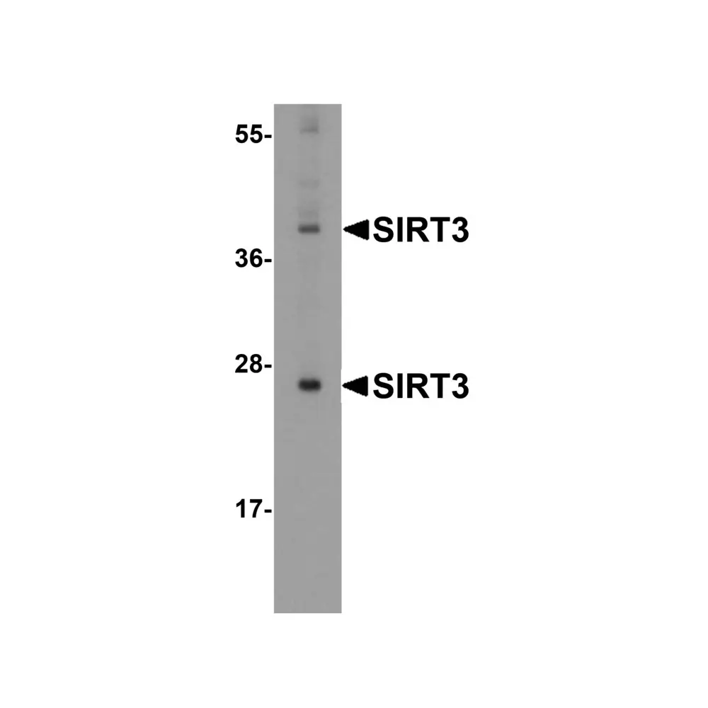 ProSci 5767_S SIRT3 Antibody, ProSci, 0.02 mg/Unit Primary Image