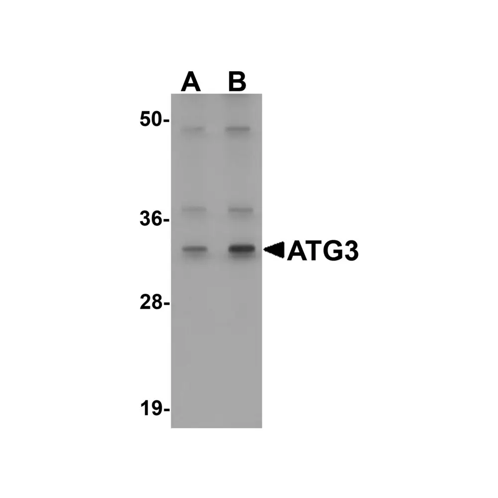 ProSci 5795 ATG3 Antibody, ProSci, 0.1 mg/Unit Primary Image