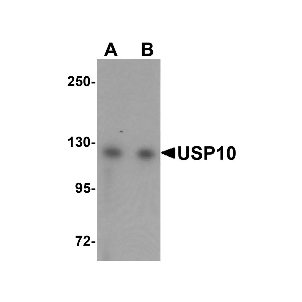 ProSci 5803 USP10 Antibody, ProSci, 0.1 mg/Unit Primary Image