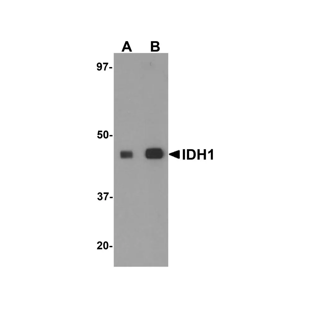 ProSci 5819 IDH1 Antibody, ProSci, 0.1 mg/Unit Primary Image