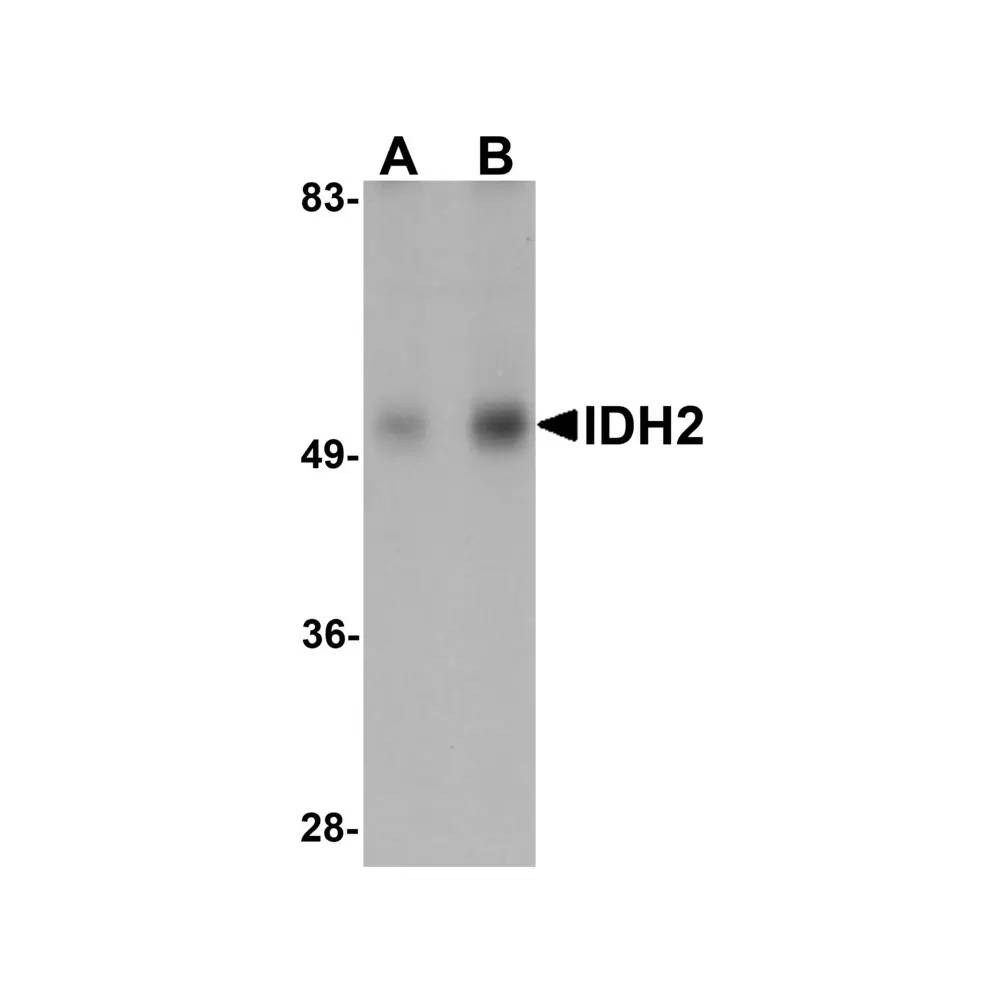ProSci 5821 IDH2 Antibody, ProSci, 0.1 mg/Unit Primary Image