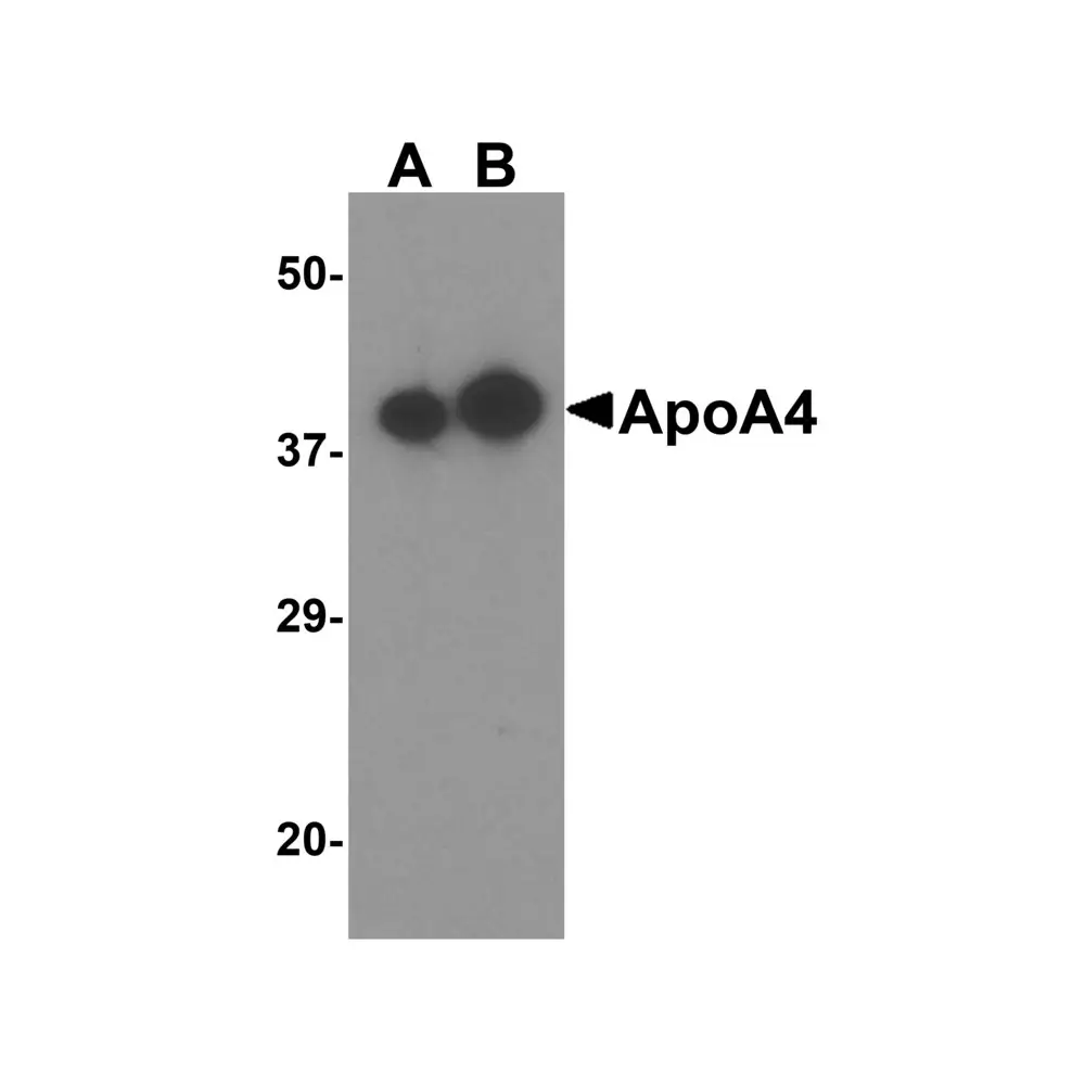 ProSci 5929_S ApoA4 Antibody, ProSci, 0.02 mg/Unit Primary Image