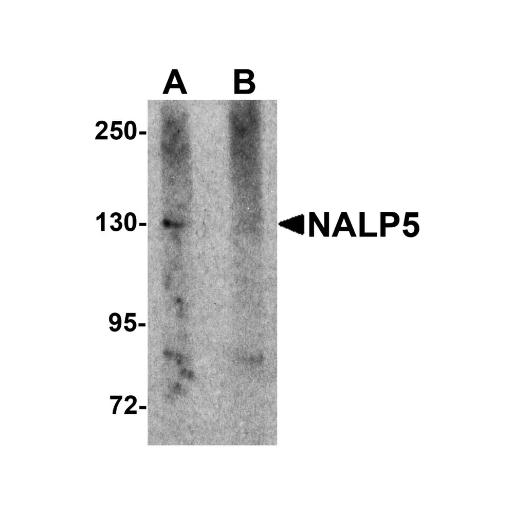 ProSci 5959 NALP5 Antibody, ProSci, 0.1 mg/Unit Primary Image