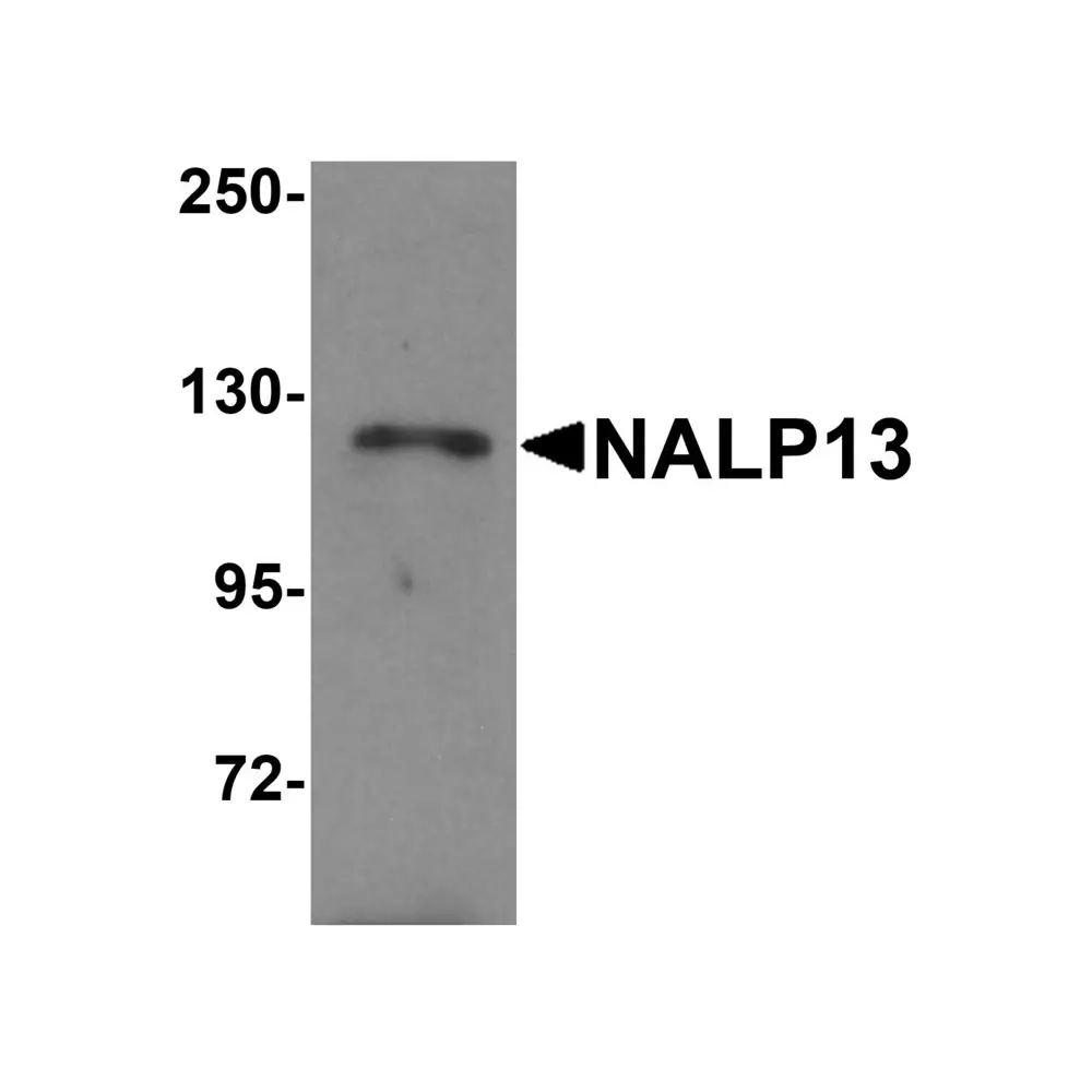 ProSci 5973 NALP13 Antibody, ProSci, 0.1 mg/Unit Primary Image