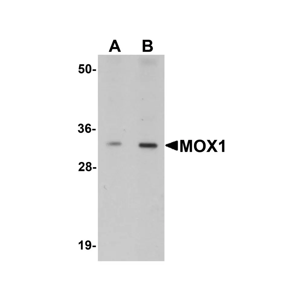 ProSci 5995 MOX1 Antibody, ProSci, 0.1 mg/Unit Primary Image