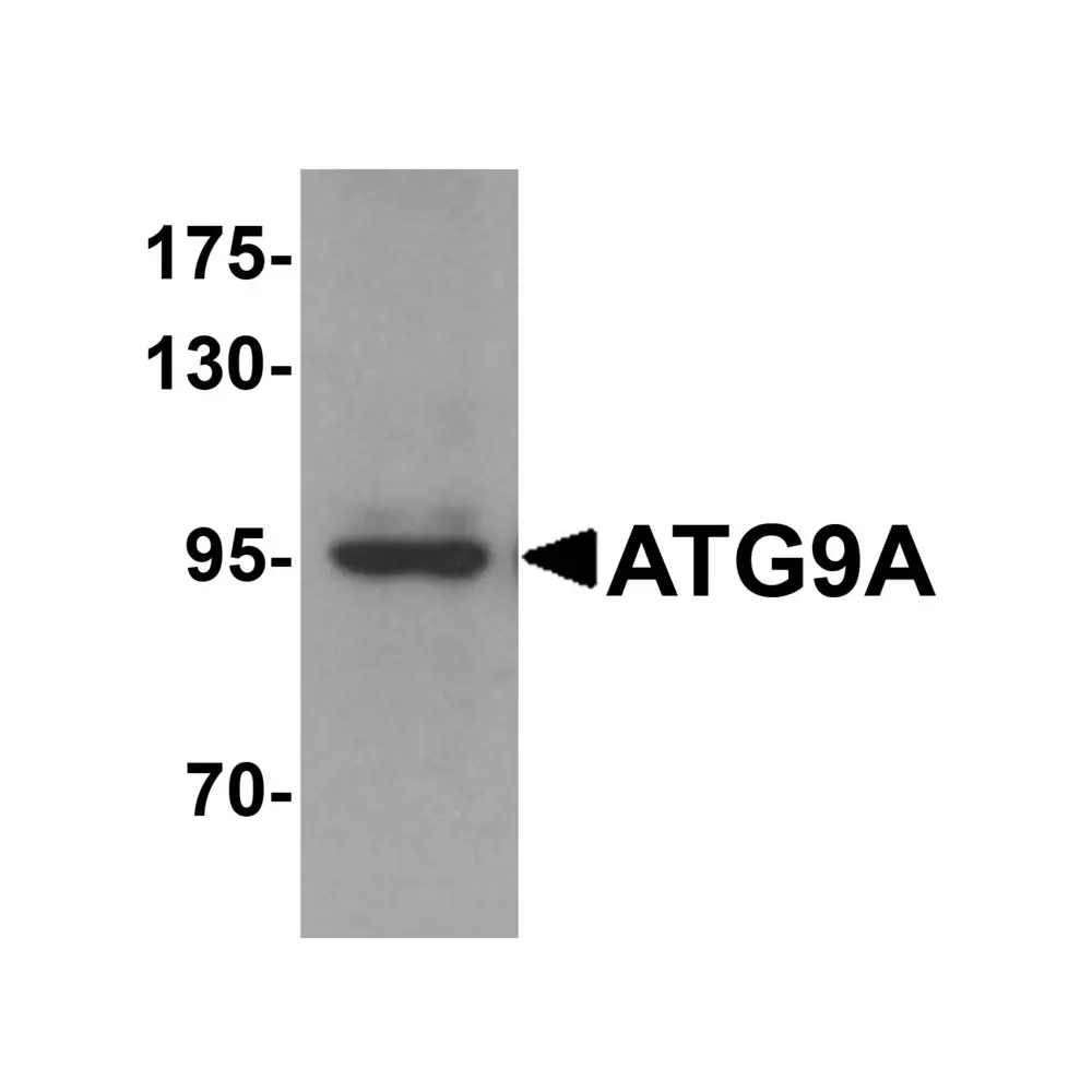 ProSci 6013 ATG9A Antibody, ProSci, 0.1 mg/Unit Primary Image