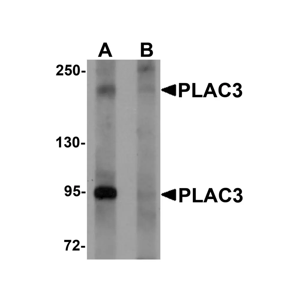 ProSci 6019_S PLAC3 Antibody, ProSci, 0.02 mg/Unit Primary Image
