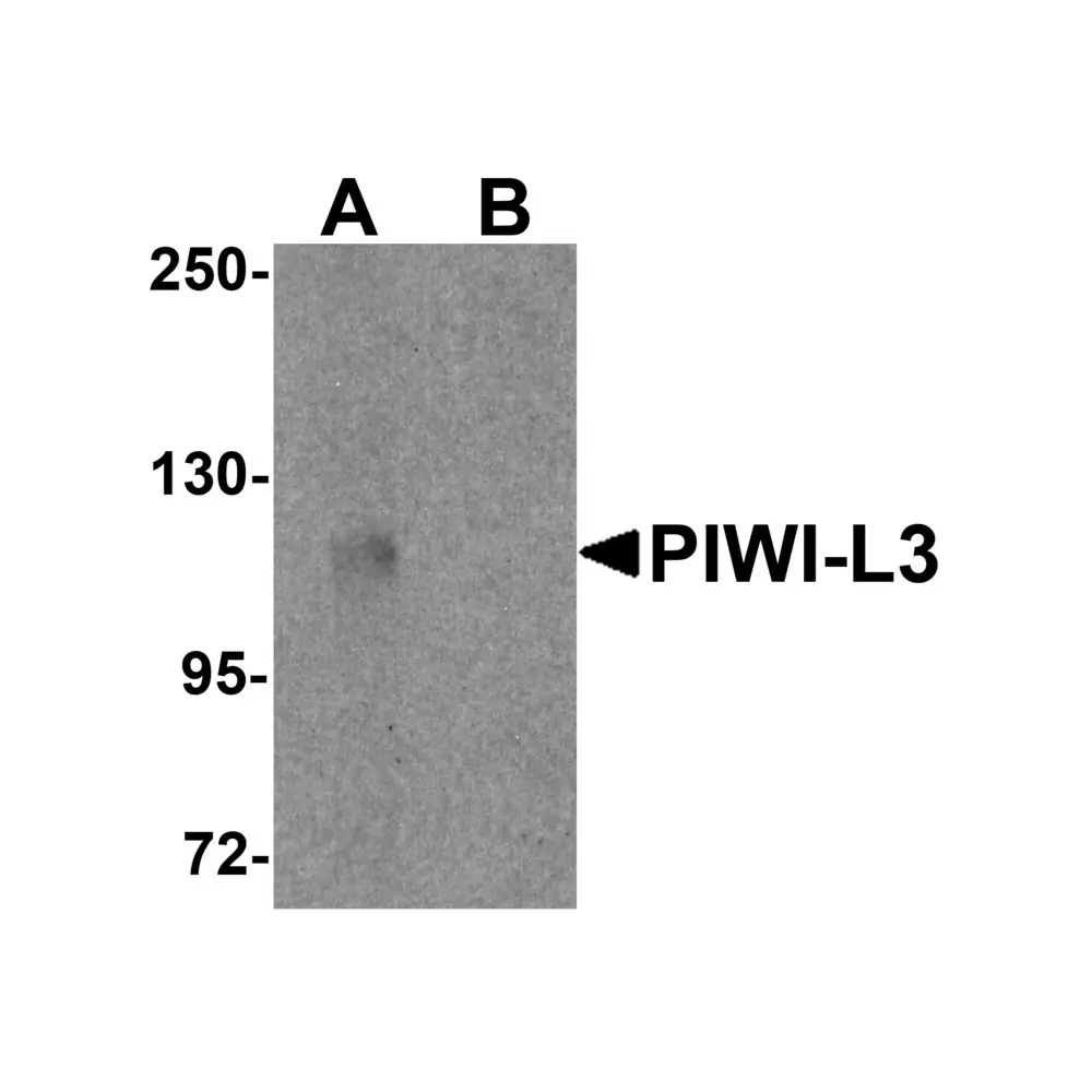 ProSci 6033_S PIWI-L3 Antibody, ProSci, 0.02 mg/Unit Primary Image