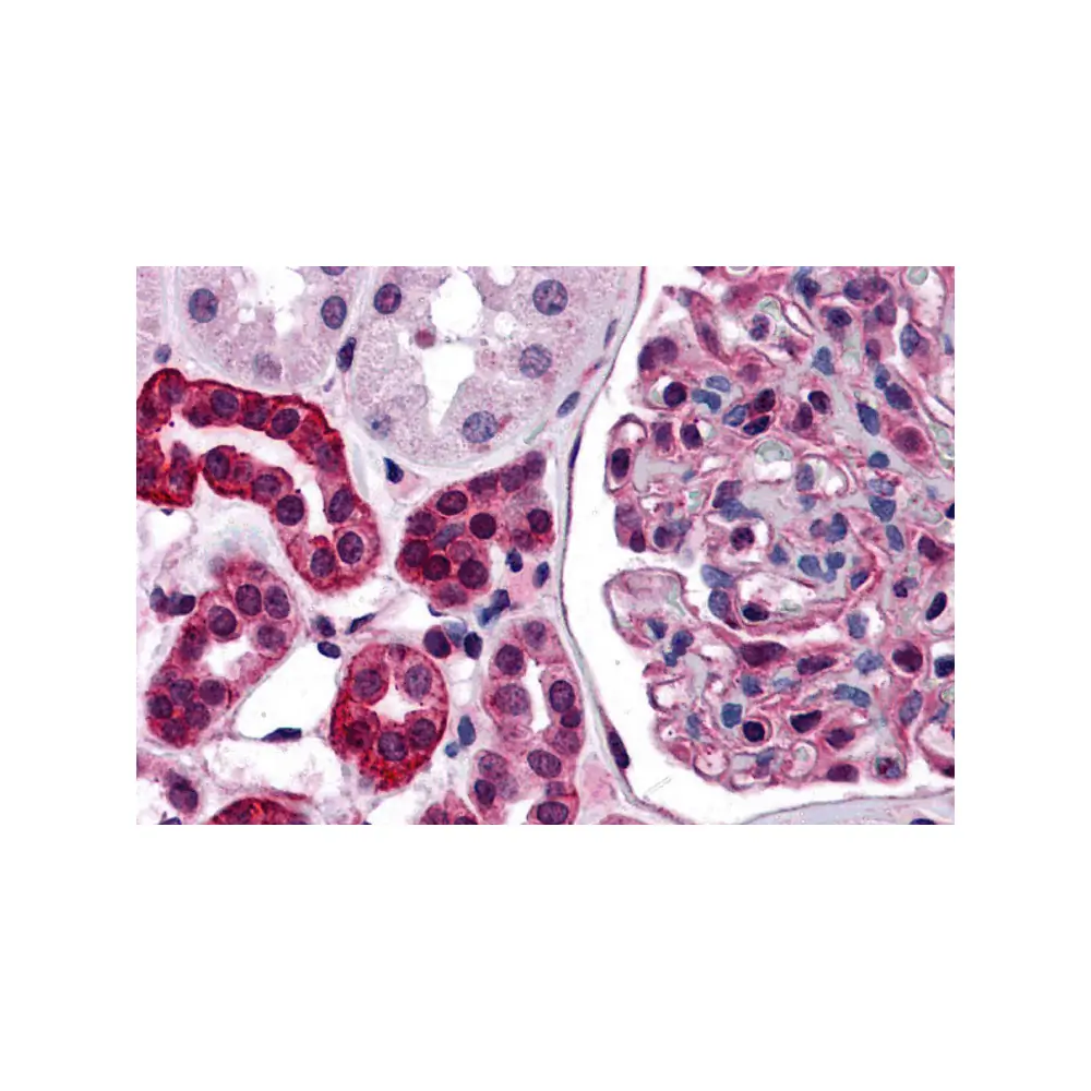 ProSci 6065_S ZNF521 Antibody, ProSci, 0.02 mg/Unit Primary Image