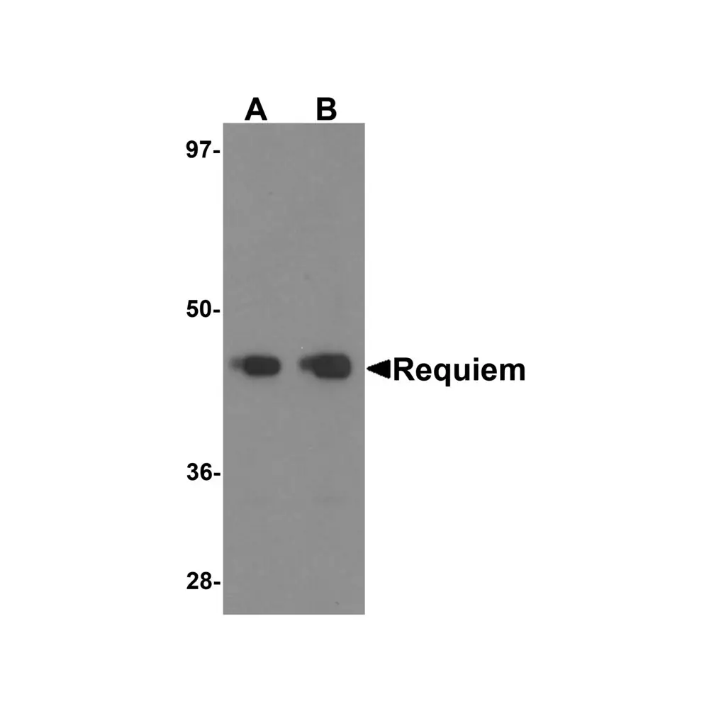 ProSci 6109 REQUIEM Antibody, ProSci, 0.1 mg/Unit Primary Image