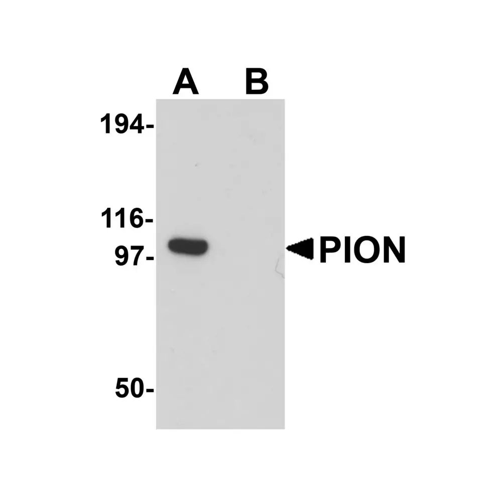 ProSci 6161 PION Antibody, ProSci, 0.1 mg/Unit Primary Image