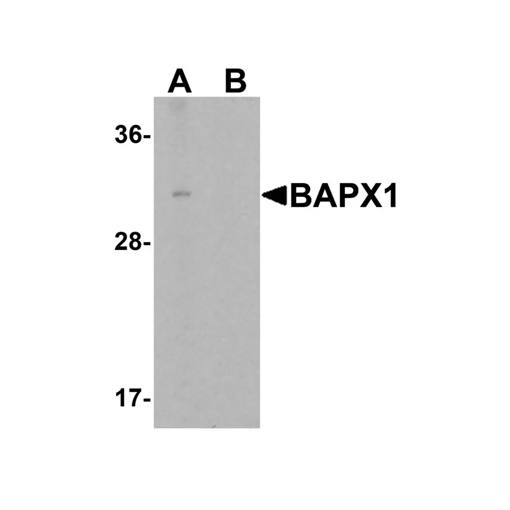 ProSci 6211 BAPX1 Antibody, ProSci, 0.1 mg/Unit Primary Image