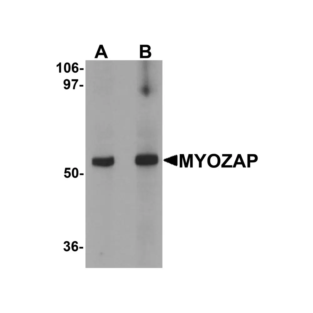 ProSci 6223_S MYOZAP Antibody, ProSci, 0.02 mg/Unit Primary Image