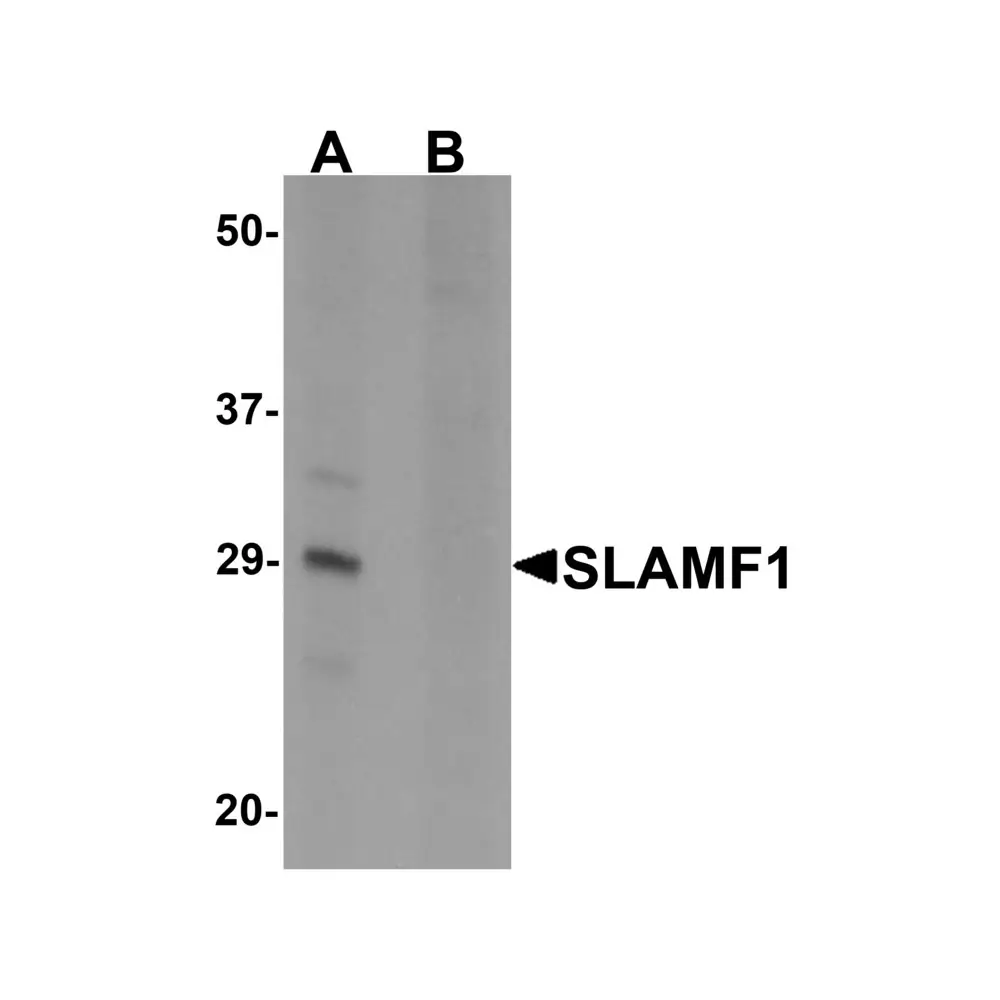 ProSci 6247_S SLAMF1 Antibody, ProSci, 0.02 mg/Unit Primary Image