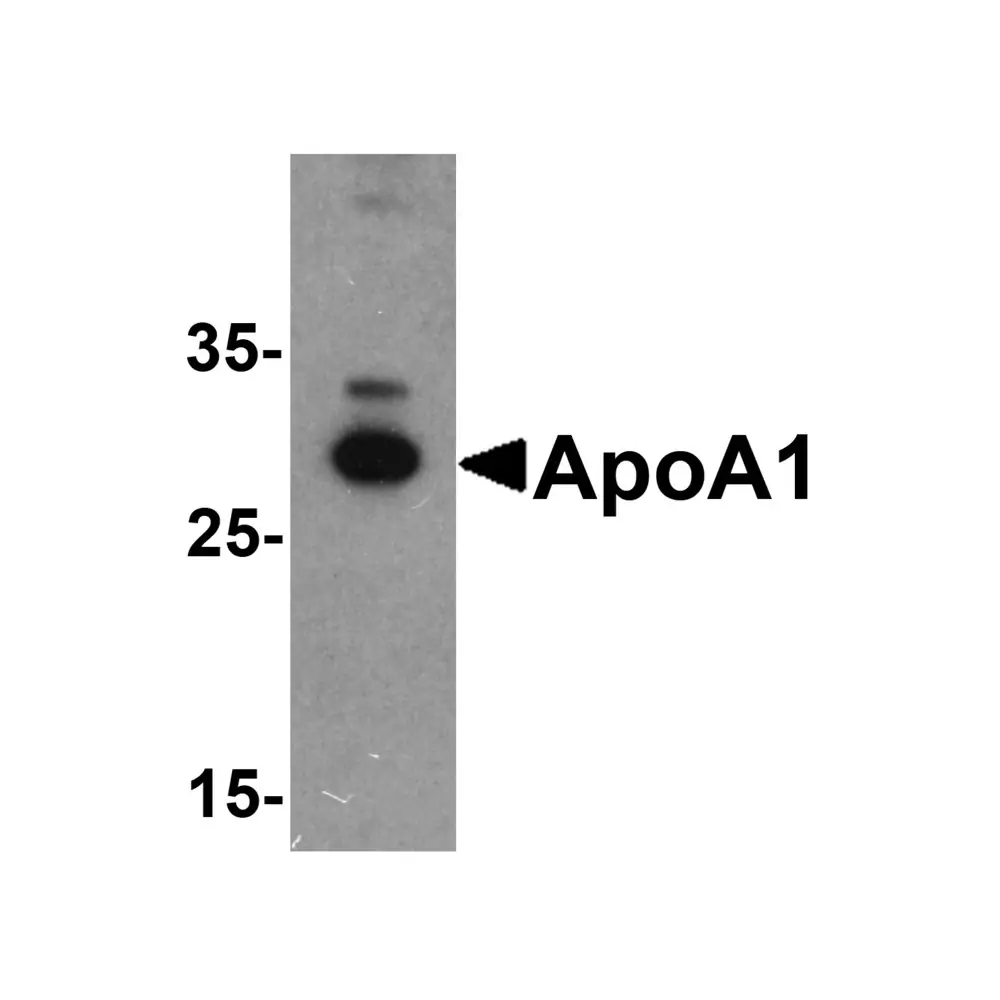 ProSci 6265 ApoA1 Antibody, ProSci, 0.1 mg/Unit Primary Image