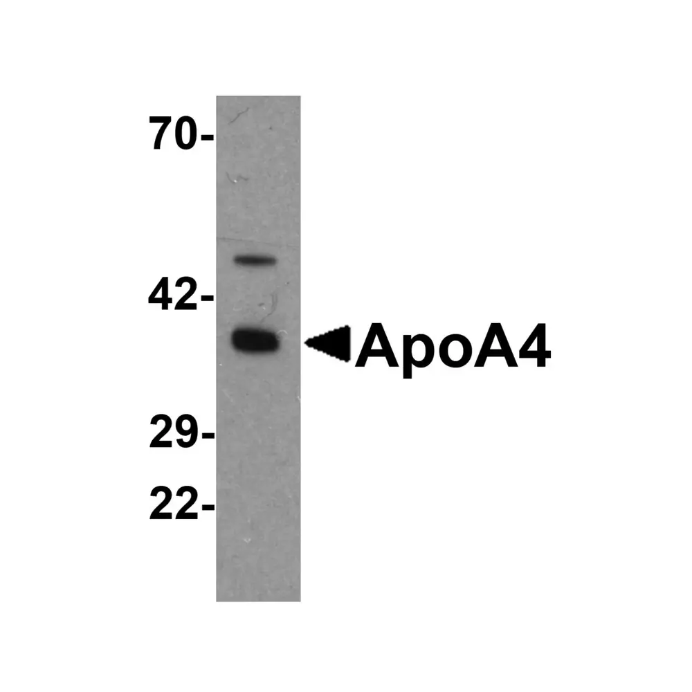 ProSci 6269_S ApoA4 Antibody, ProSci, 0.02 mg/Unit Primary Image