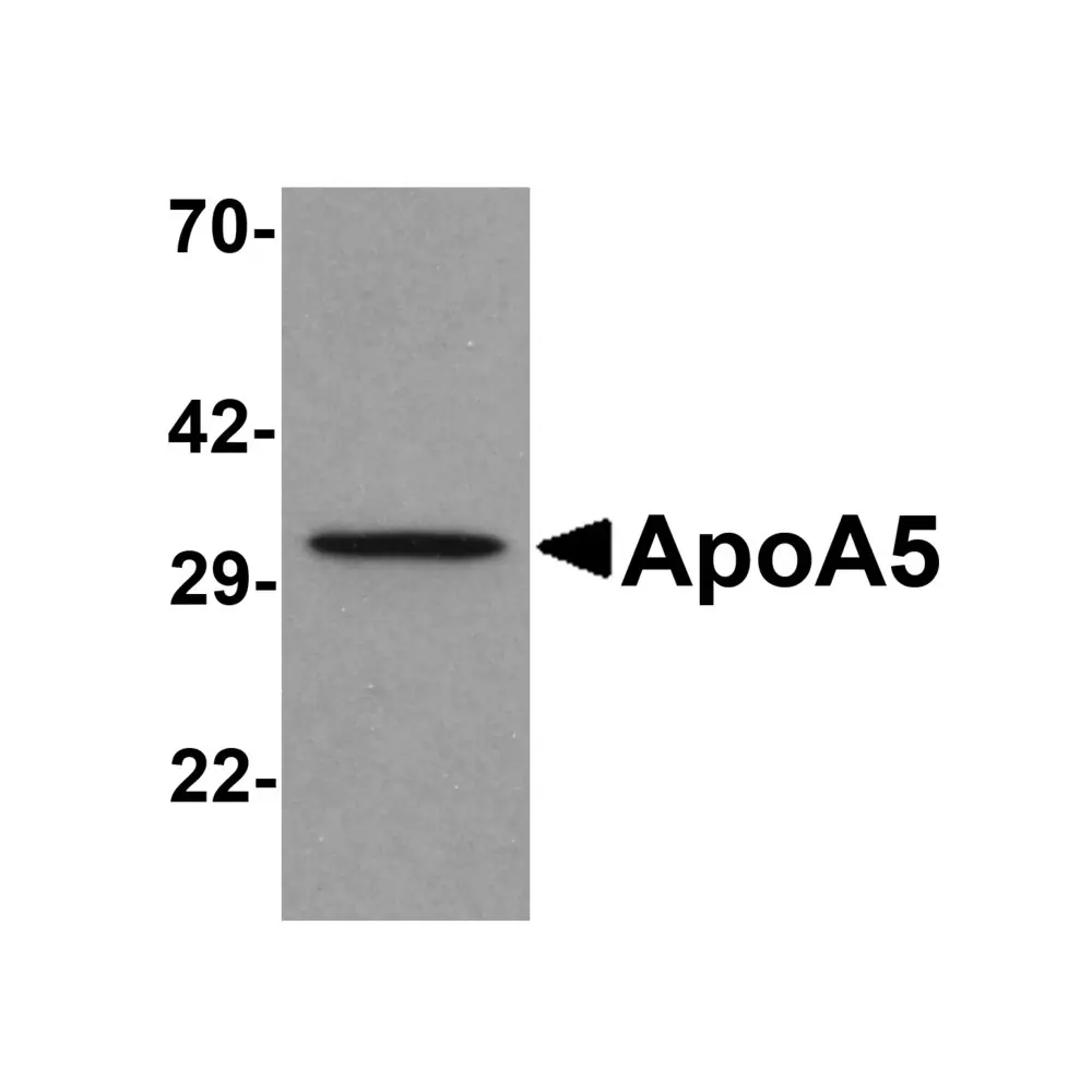 ProSci 6271 ApoA5 Antibody, ProSci, 0.1 mg/Unit Primary Image