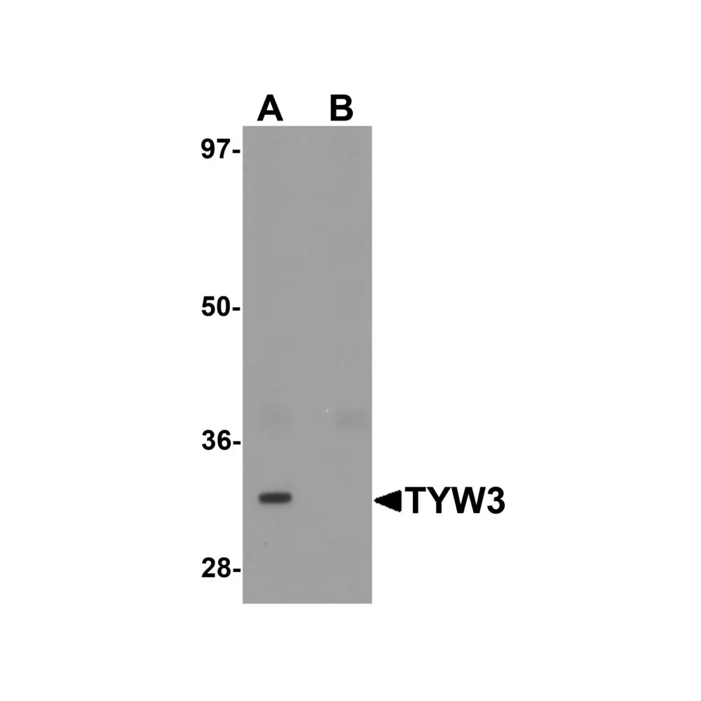 ProSci 6377_S TYW3 Antibody, ProSci, 0.02 mg/Unit Primary Image