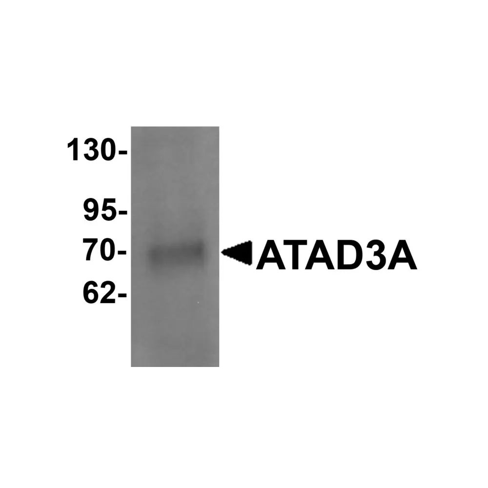 ProSci 6387 ATAD3A Antibody, ProSci, 0.1 mg/Unit Primary Image