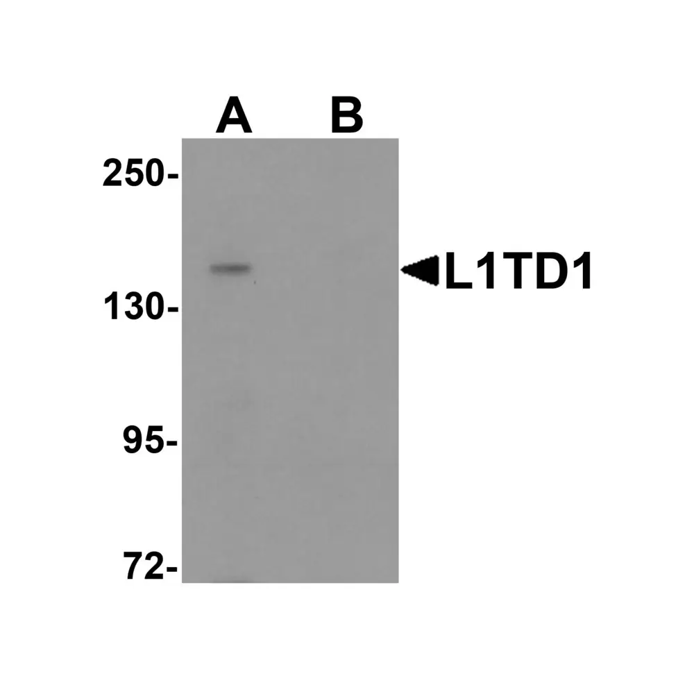 ProSci 6439 L1TD1 Antibody, ProSci, 0.1 mg/Unit Primary Image