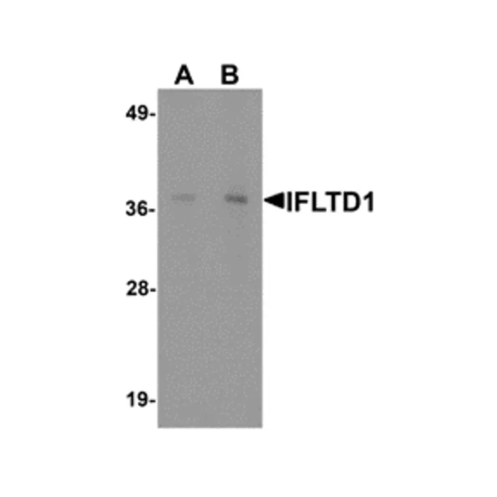 ProSci 6447 IFTLD1 Antibody, ProSci, 0.1 mg/Unit Primary Image