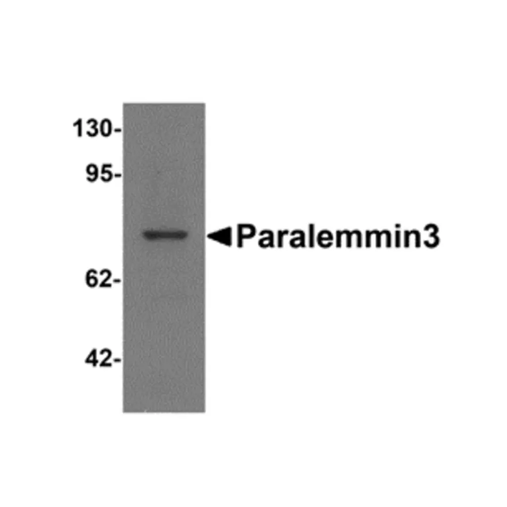 ProSci 6449_S Paralemmin3 Antibody, ProSci, 0.02 mg/Unit Primary Image