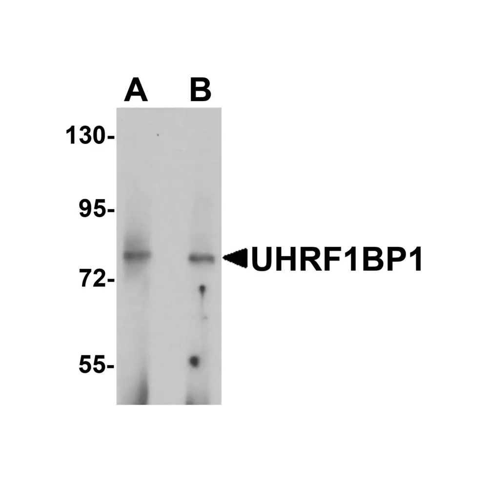 ProSci 6459 UHRF1BP1 Antibody, ProSci, 0.1 mg/Unit Primary Image