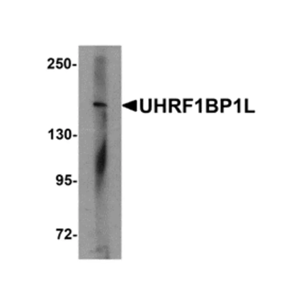 ProSci 6461_S UHRF1BP1L Antibody, ProSci, 0.02 mg/Unit Primary Image