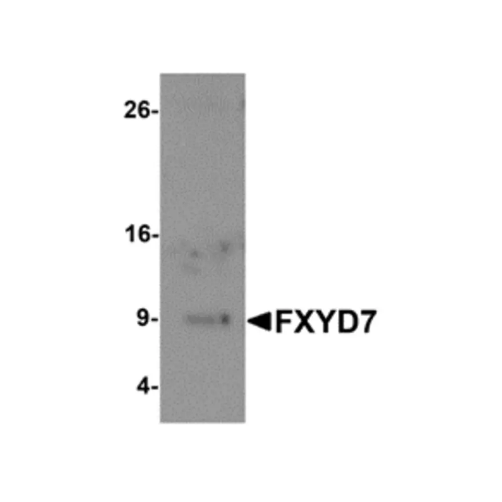 ProSci 6465_S FXYD7 Antibody, ProSci, 0.02 mg/Unit Primary Image