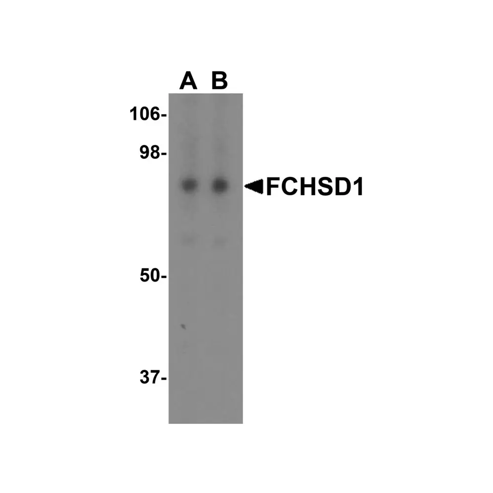 ProSci 6509 FCHSD1 Antibody, ProSci, 0.1 mg/Unit Primary Image