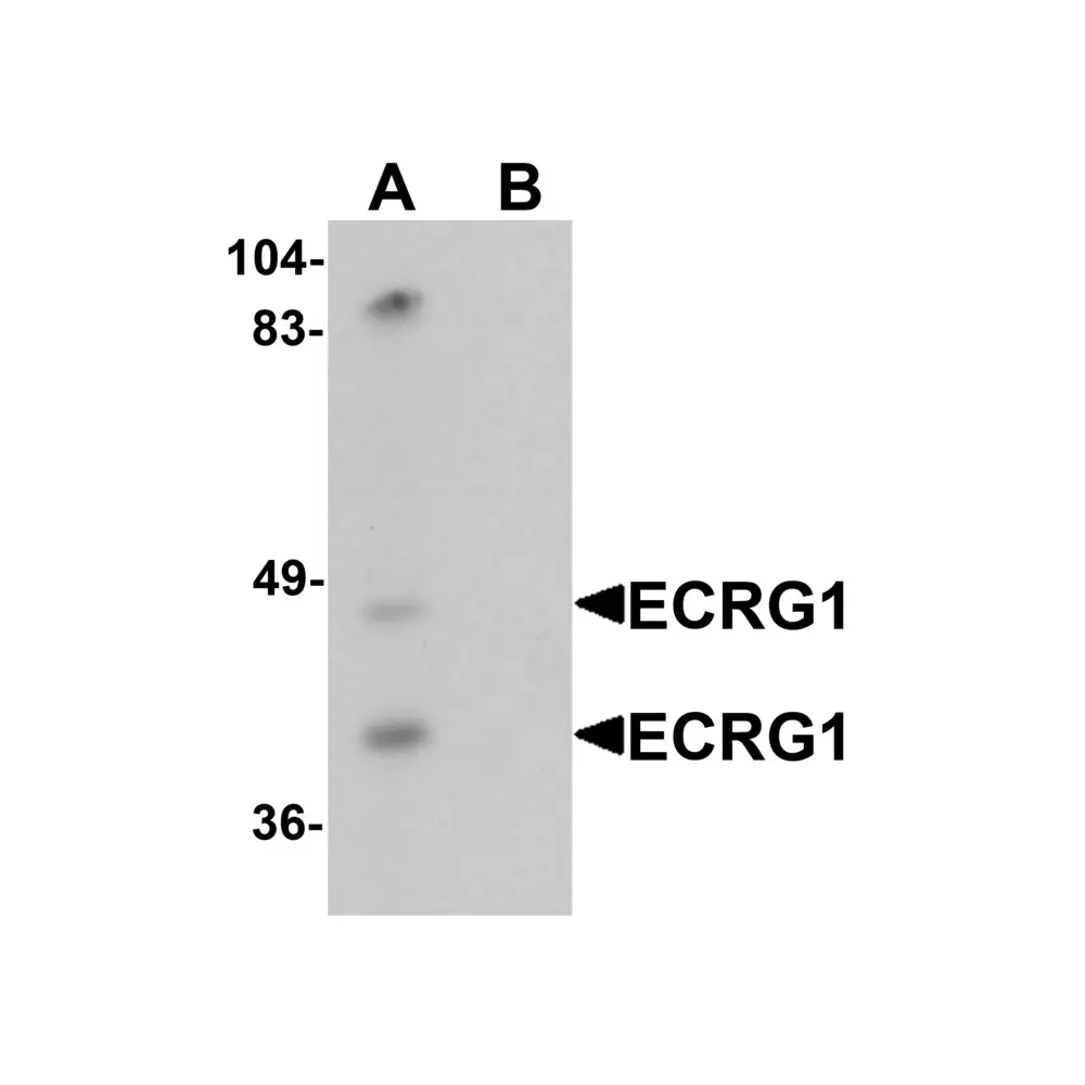 ProSci 6521_S ECRG1 Antibody, ProSci, 0.02 mg/Unit Primary Image
