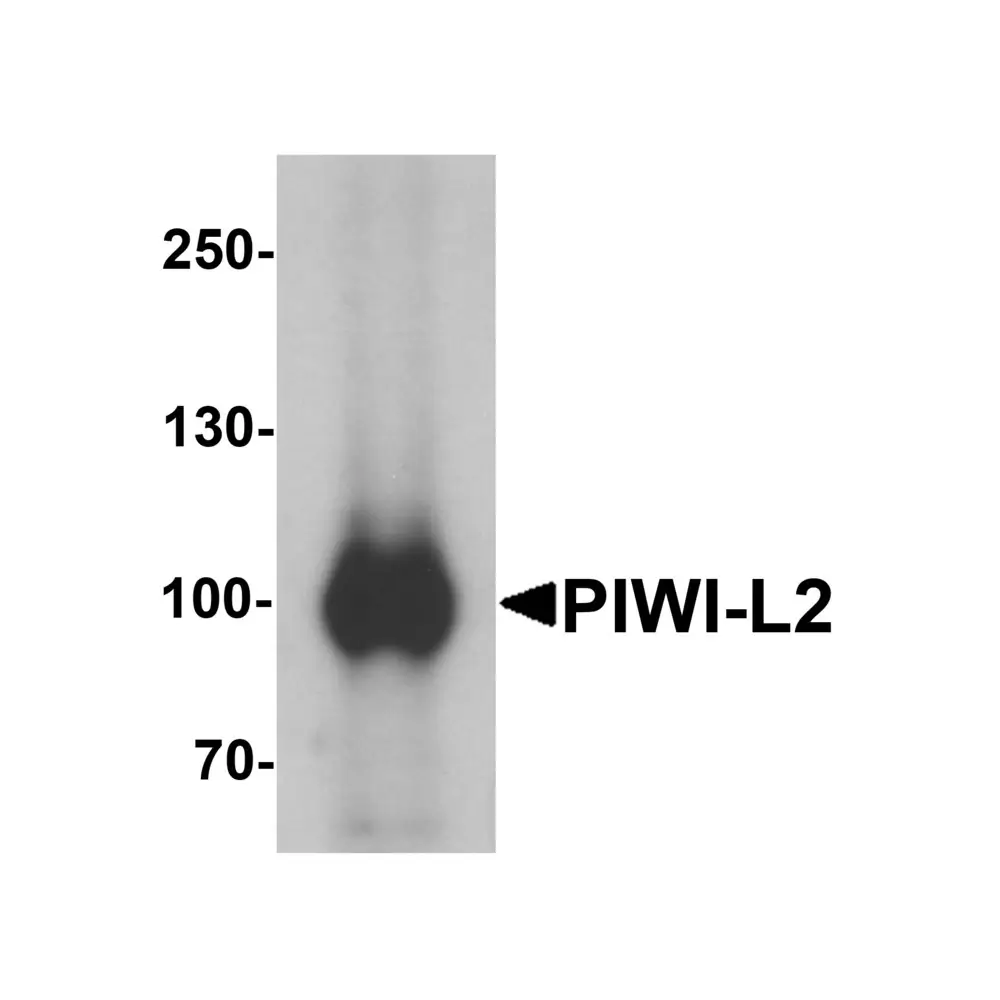 ProSci 6569 PIWI-L2 Antibody, ProSci, 0.1 mg/Unit Primary Image