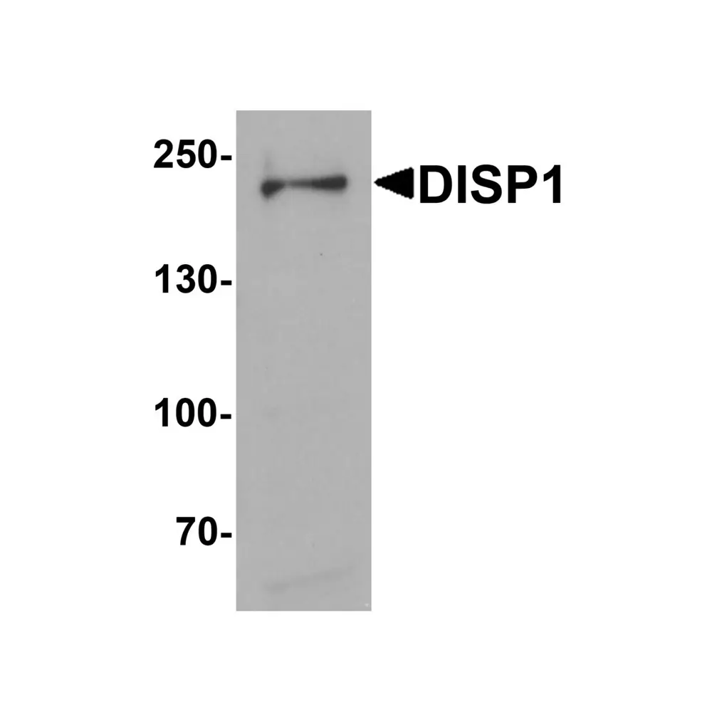 ProSci 6629 DISP1 Antibody, ProSci, 0.1 mg/Unit Primary Image