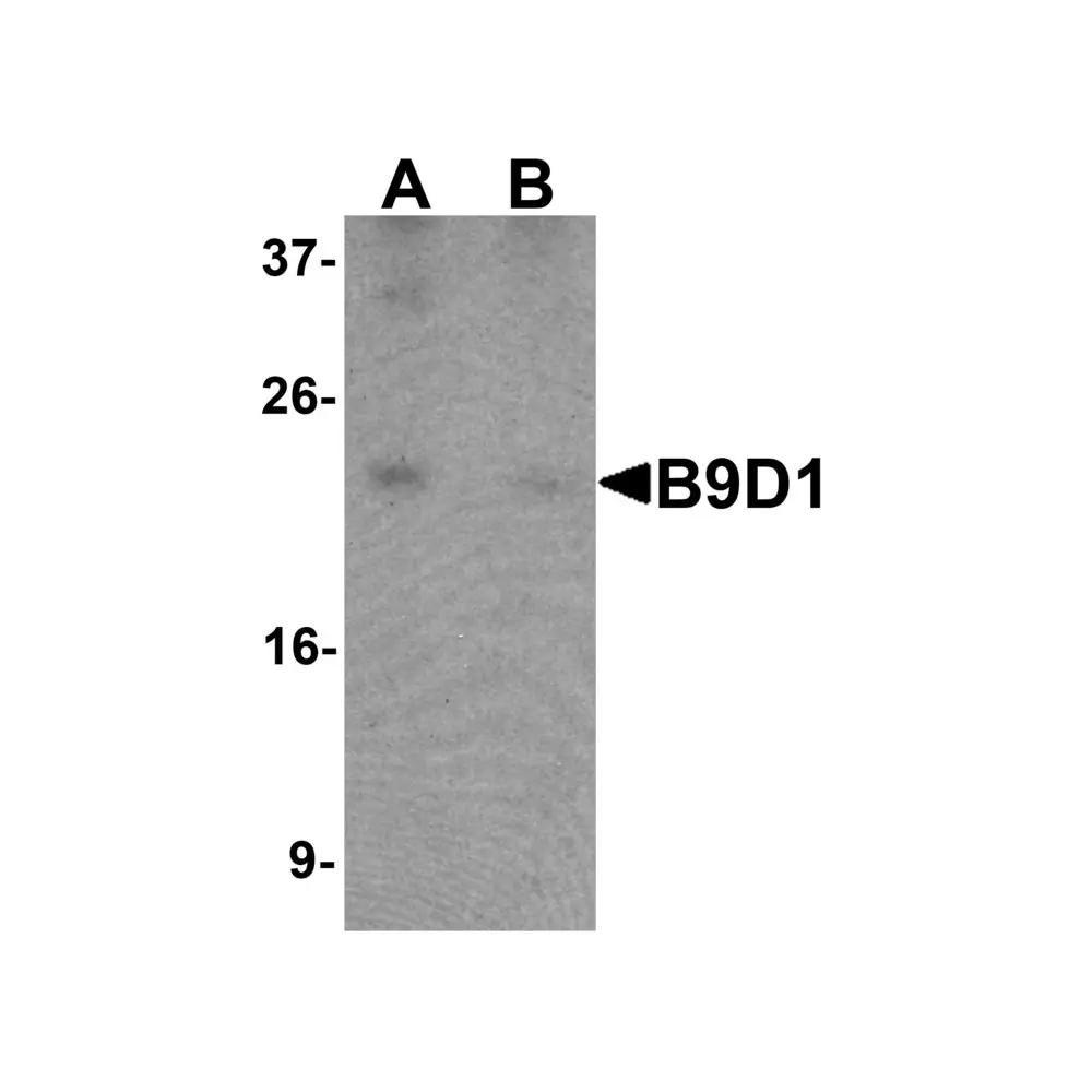ProSci 6715_S B9D1 Antibody, ProSci, 0.02 mg/Unit Primary Image