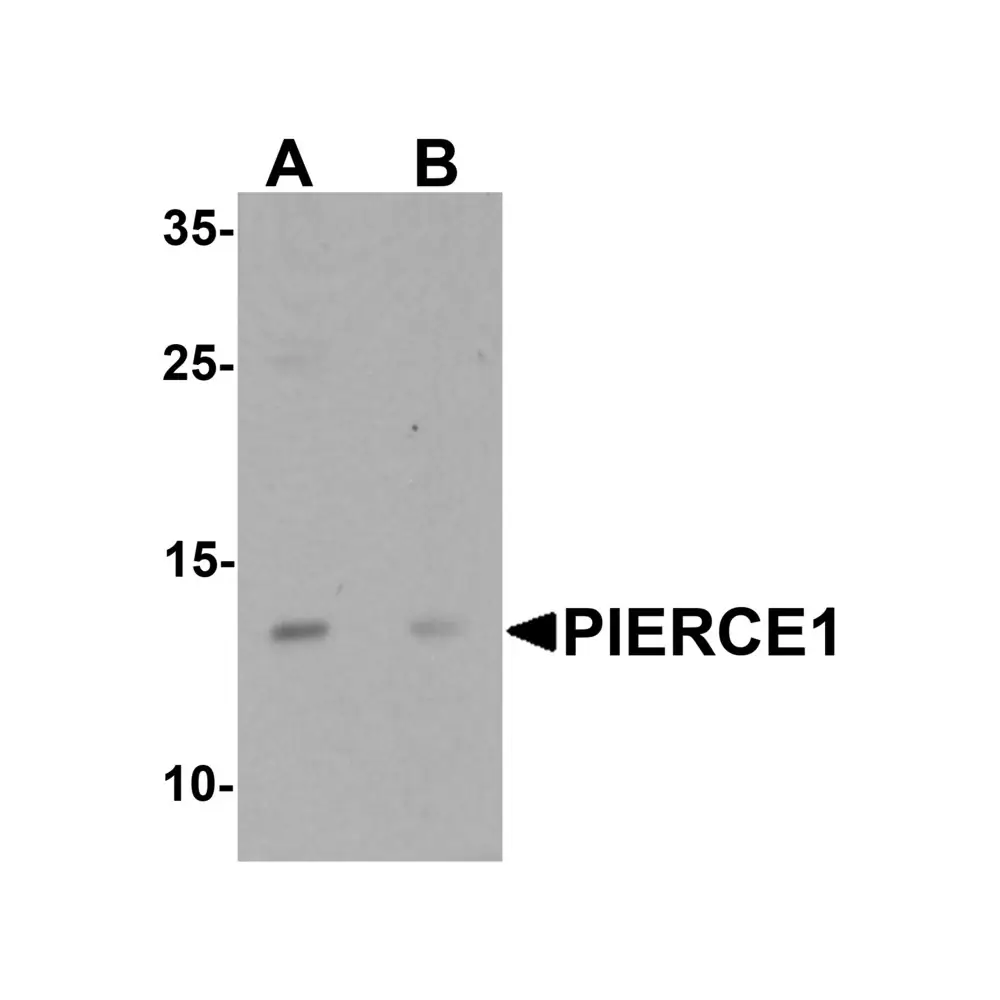 ProSci 6721_S PIERCE1 Antibody, ProSci, 0.02 mg/Unit Primary Image