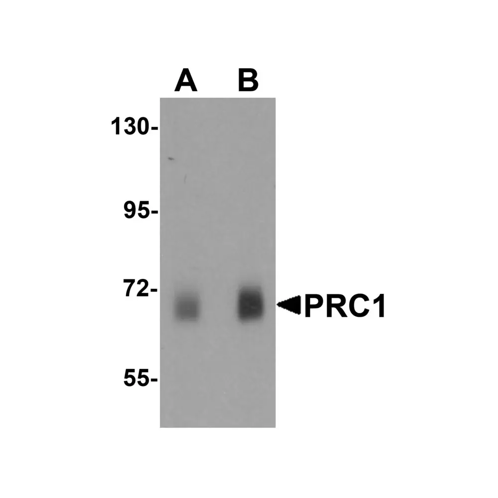 ProSci 6821_S PRC1 Antibody, ProSci, 0.02 mg/Unit Primary Image