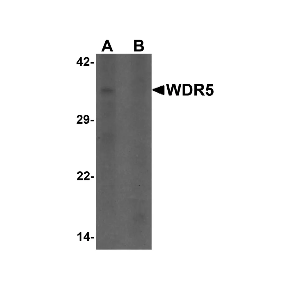 ProSci 6823_S WDR5 Antibody, ProSci, 0.02 mg/Unit Primary Image