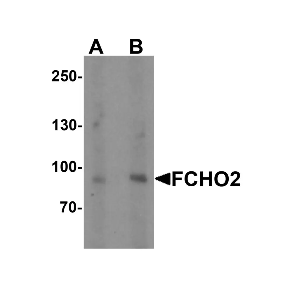 ProSci 6871_S FCHO2 Antibody, ProSci, 0.02 mg/Unit Primary Image