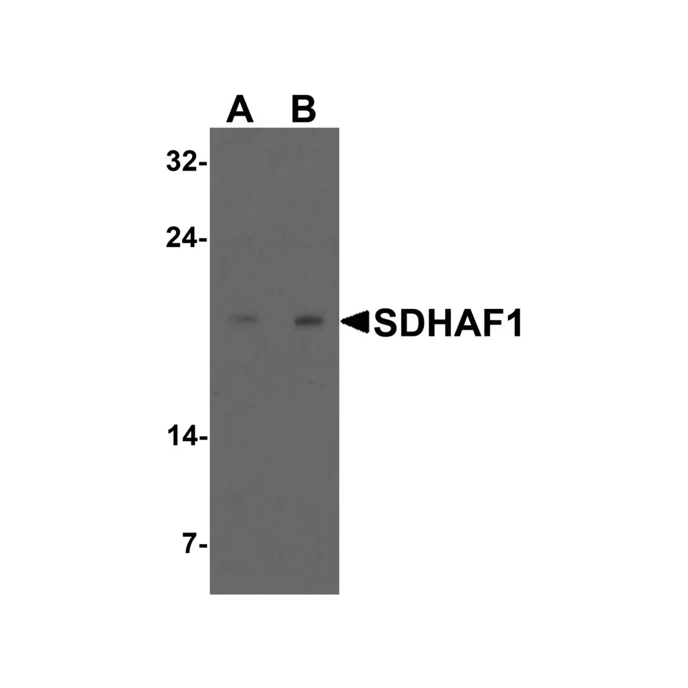 ProSci 6879 SDHAF1 Antibody, ProSci, 0.1 mg/Unit Primary Image