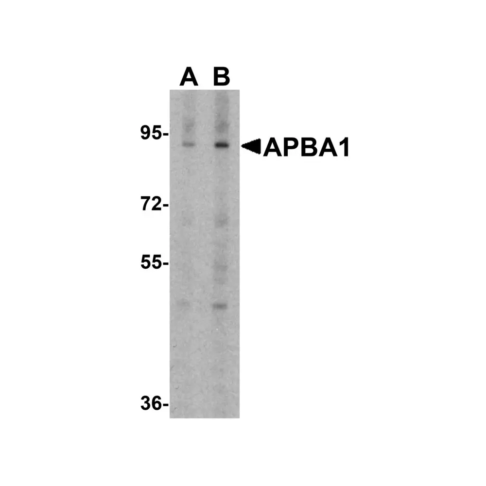 ProSci 6925 APBA1 Antibody, ProSci, 0.1 mg/Unit Primary Image