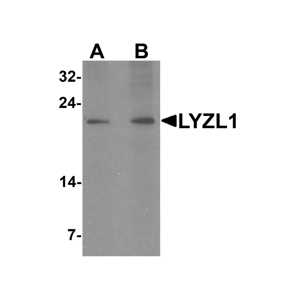 ProSci 6947_S LYZL1 Antibody, ProSci, 0.02 mg/Unit Primary Image
