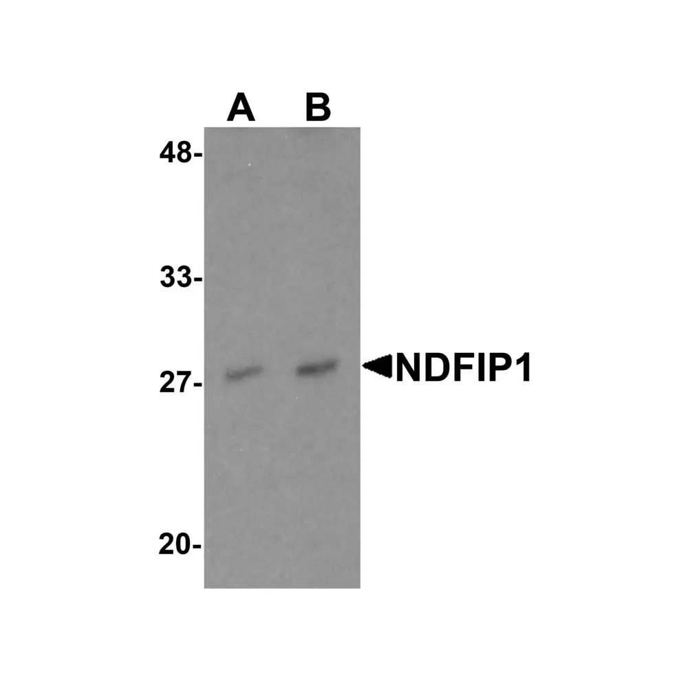 ProSci 6977_S NDFIP1 Antibody, ProSci, 0.02 mg/Unit Primary Image