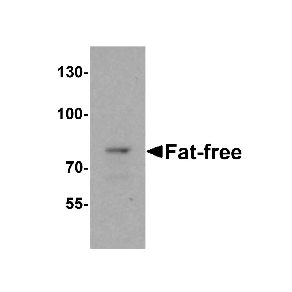 ProSci 6979 Fat Free Antibody, ProSci, 0.1 mg/Unit Primary Image